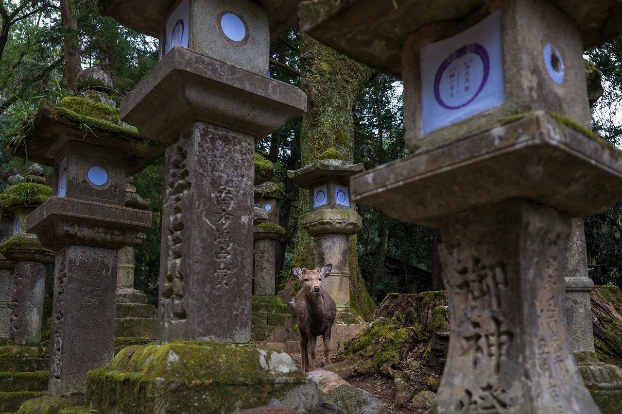 I cervi del parco di Nara