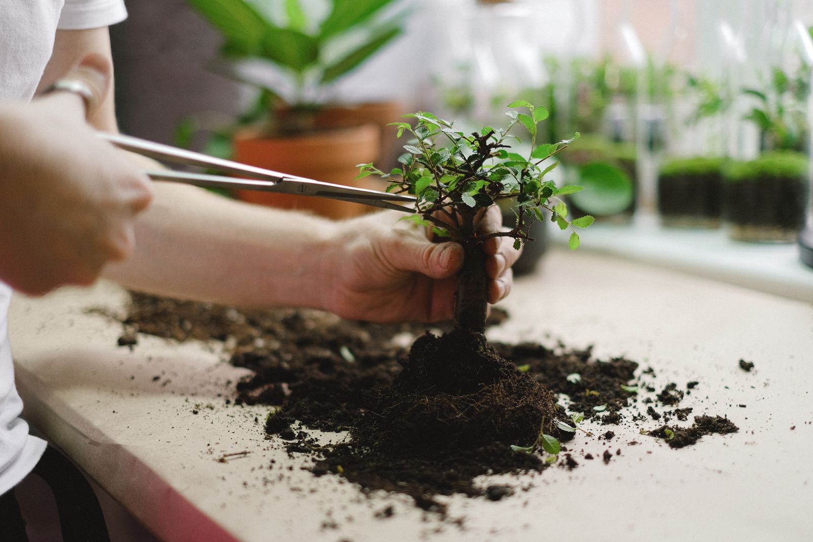 Bonsai